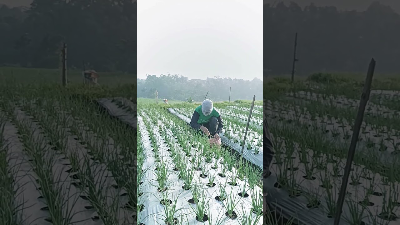 tahun 2025 adalah tahun terakhir pergi sekolah ,dan 2026 ini memutuskan bekerja mandiri tanpa digaji