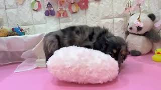 ミニチュアダックスの動画01