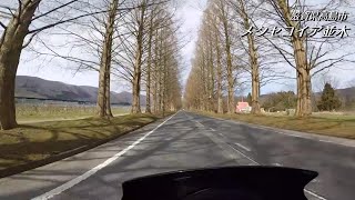 滋賀県北西部：メタセコイア並木（冬）