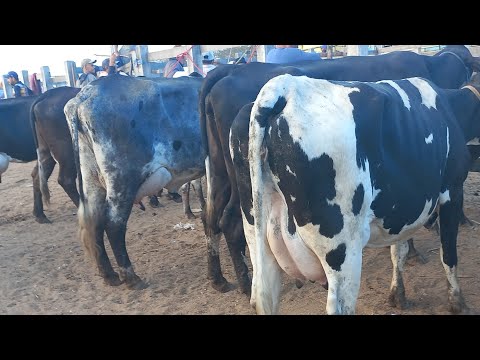 Feira de vaca de leite em Dois Riachos Alagoas 21/01/26#nordeste