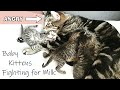 Baby Kittens Fiercely Fighting For Milk Mother Cat Gets Angry