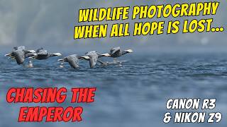 This Bird Nearly Broke Me — Photographing the Emperor Goose - Canon R3 and Nikon Z9