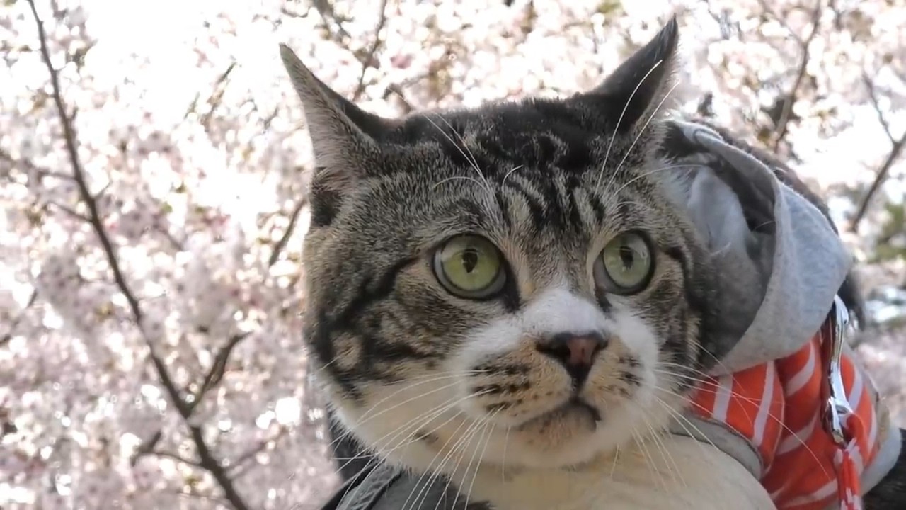 リキちゃんとお花見～桜編～　リキちゃんの思い出動画【リキちゃんねる　猫動画】 キジトラ 猫のいる暮らし