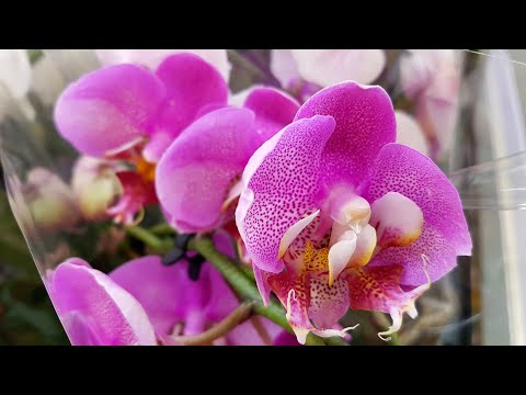 НЕПРИЛИЧНЫЕ цены ШИКАРНЫЕ ОРХИДЕИ фаленопсис LEROY MERLIN ЛЕРУА МЕРЛЕН орхидея orchid phalaenopsis