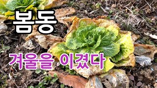 초봄에 먹는 봄동 그맛은 과연?