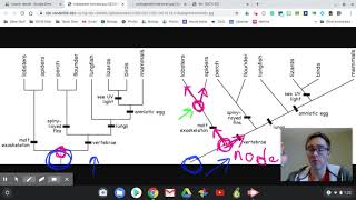 Lecture:  Phylogenetic Tree & Cladograms