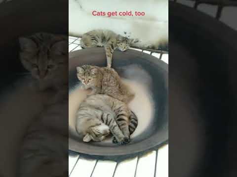 #cat #foryou #funny #cats #catlover