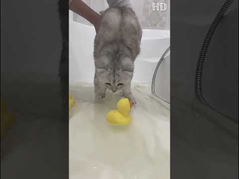 What cat did is ugly, 🐾#cat#catsshorts