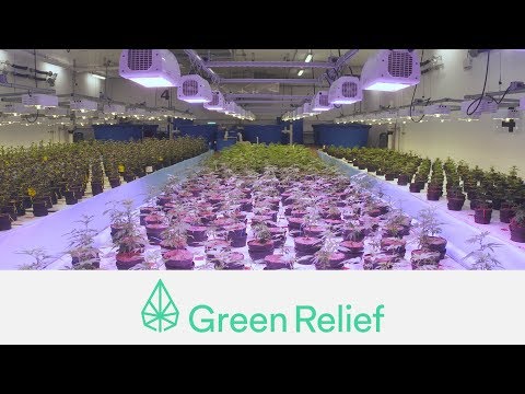 download lagu mp3 mp4 Green Relief, download lagu Green Relief gratis, unduh video klip Green Relief