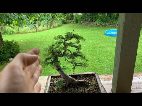 Initial Styling on Yamadori Sub Alpine Fir Bonsai