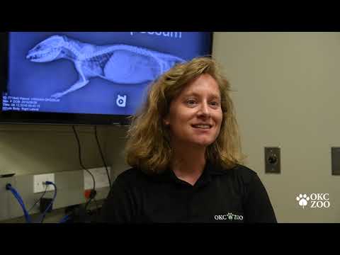 Reticulated Python Blood Draw