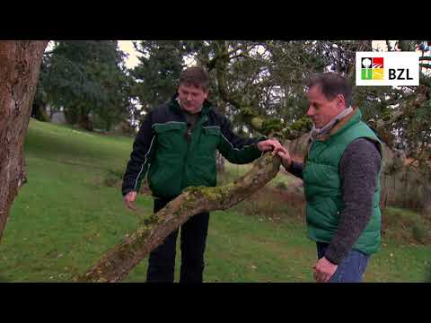 Obstbäume schneiden - Teil 4: Erhaltungs- und Verjüngungsschnitt