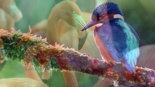 Aljamiado (Renaud Garcia Fons)