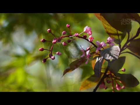 バードチェリー 植物