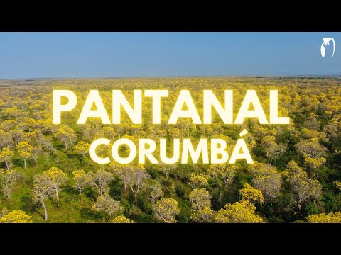 PANTANAL DE CORUMBÁ - OBSERVAÇÃO DE AVES