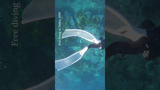 #freediving #spearfishing #australia