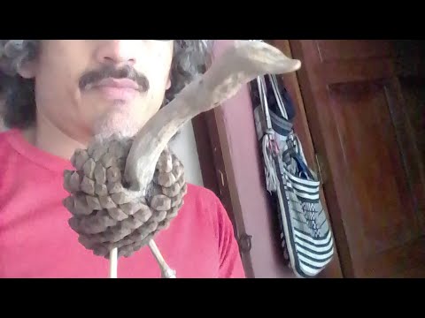 cómo diseñar  avestruz con piñas de pino bambú y raíz reciclado