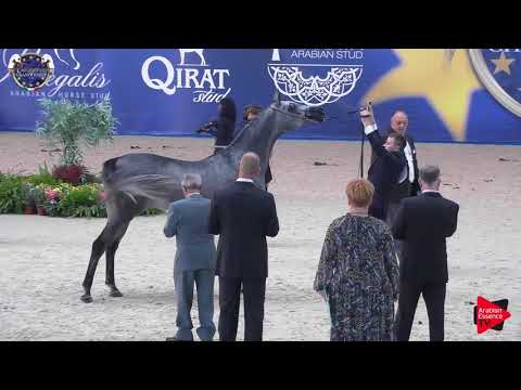 N 50 PARANTELLA   European Championship 2019   3 Years Old Fillies Class 5