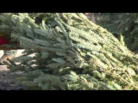 Hackettstown Tree Pickups