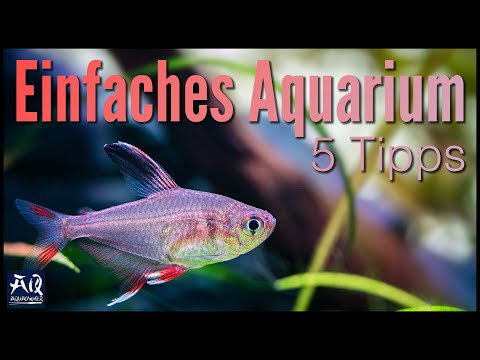5 Tipps für ein pflegeleichtes Aquarium | AquaOwner