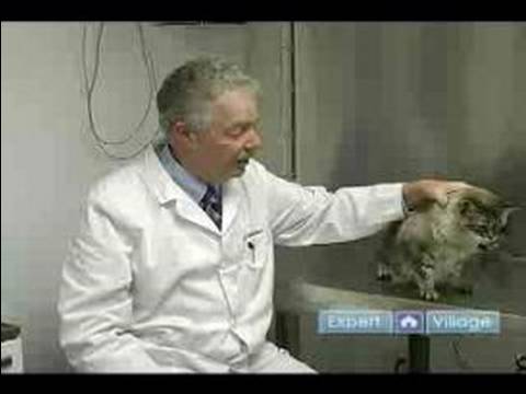 How to Deal with a Cat that has a Broken Bone - YouTube