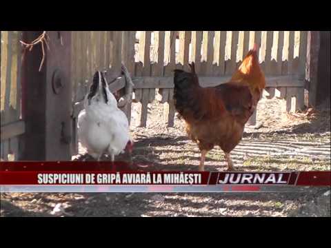 Stire 27 02 2017 Suspiciuni de Gripă aviară la Mihăeşti