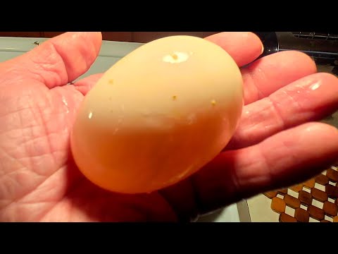 "First Prince or Princess"🥳🥲 of Paradise Creek with Goofy Duck George and the Crew 