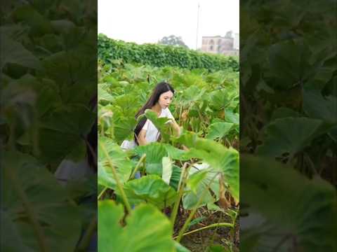 Taro Root: The Superfood You Didn't Know About! 🥔🔥 #Shorts #shortsvideo