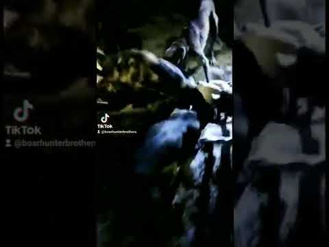 CAZERIA DE JABALÍ, EN SIERRAS DE SAN MIGUEL, ROCHA URUGUAY, HA PERRO Y CUCHILLO, OTRA DE RODRIGO.