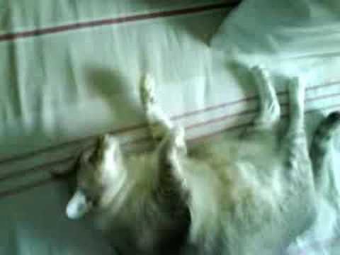 My grandmother's cat!