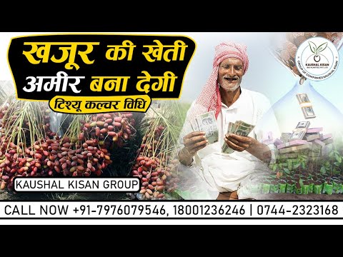 Date Palm Plant