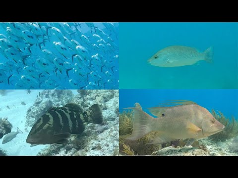 Fish Identification Test | Florida Keys Species