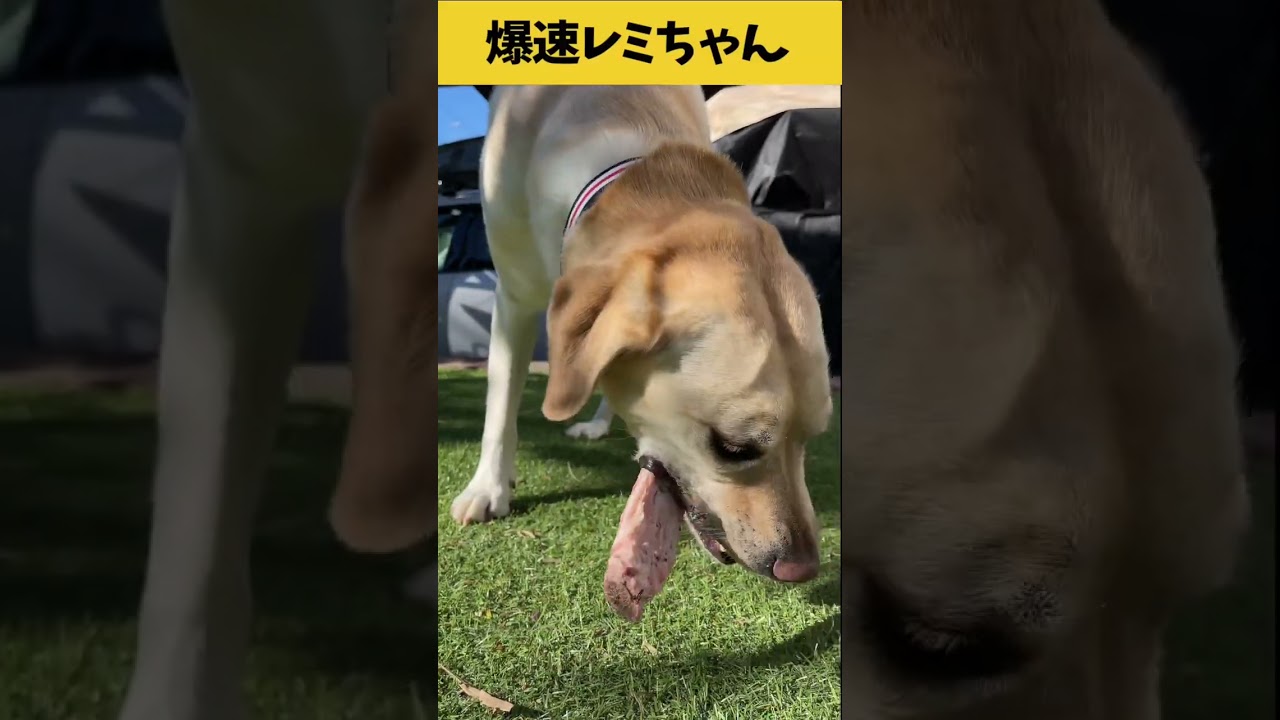 【ASMR 爆速レミちゃん76】牛のアバラをバリボリ食べる爆速レミちゃんの咀嚼音/Raw Feeding Dogs asmr #shorts #爆速レミちゃん #asmr