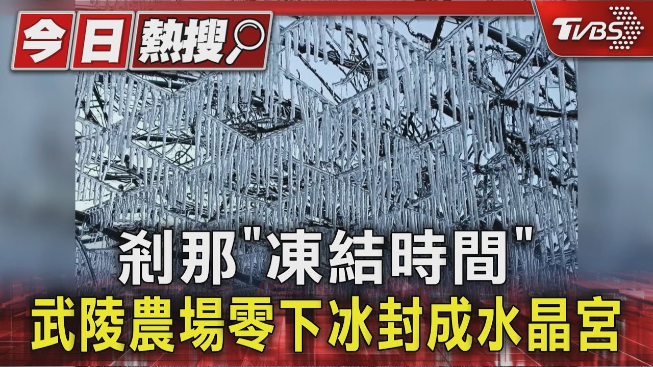 剎那「凍結時間」武陵農場負1.2度　花草冰封成水晶宮