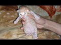 Tiny Newborn Kitten Meows Loudly And Calls Its Mom Cat To Feed Him