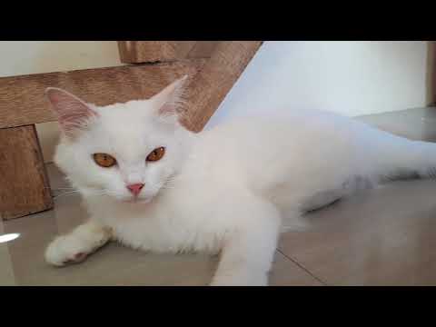Massage for cute pregnant cat, make it relax and comfort