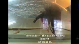 Betta Fish Growth Stages - from egg to 4 weeks old