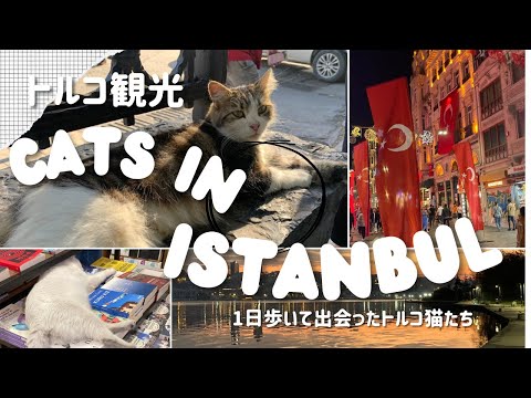 [Türkiye 🇹🇷 Turismo] Este é o paraíso dos gatos. Faça um passeio de gato, uma viagem para conhecer gatos enquanto caminha por Istambul.