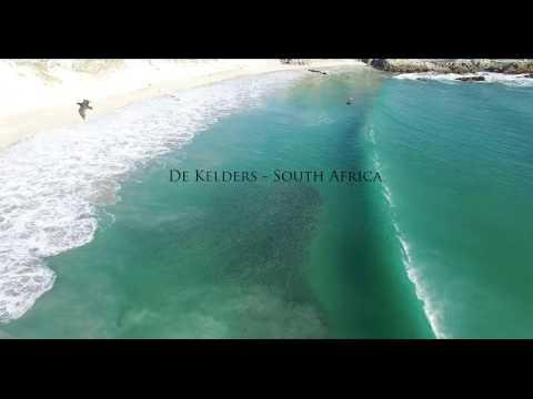 Great White Sharks on a feeding Frenzy!!!