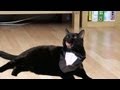 N2 the Talking Cat - Preppy Kitty Style (Psy Oppa ...