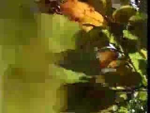 ARKESTRA ONE - I Really Want You