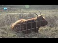 Zorgen over gevolgen voor dieren na grafietregens in de IJmond