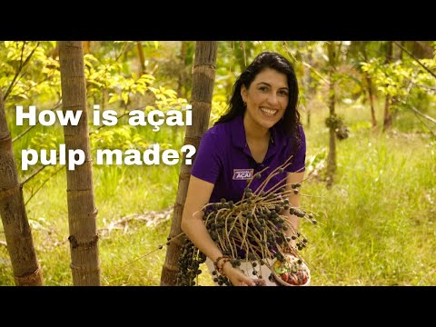 Acai Berry Superfood From our Farm in Brazil