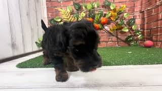 ハーフ犬の動画01