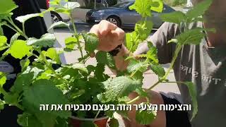 טיפ קטן שיעזור לפני בחירה של צמחים במשתלה