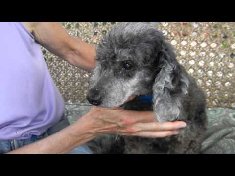 Tomas, an adopted Poodle in Houston, TX_image-1
