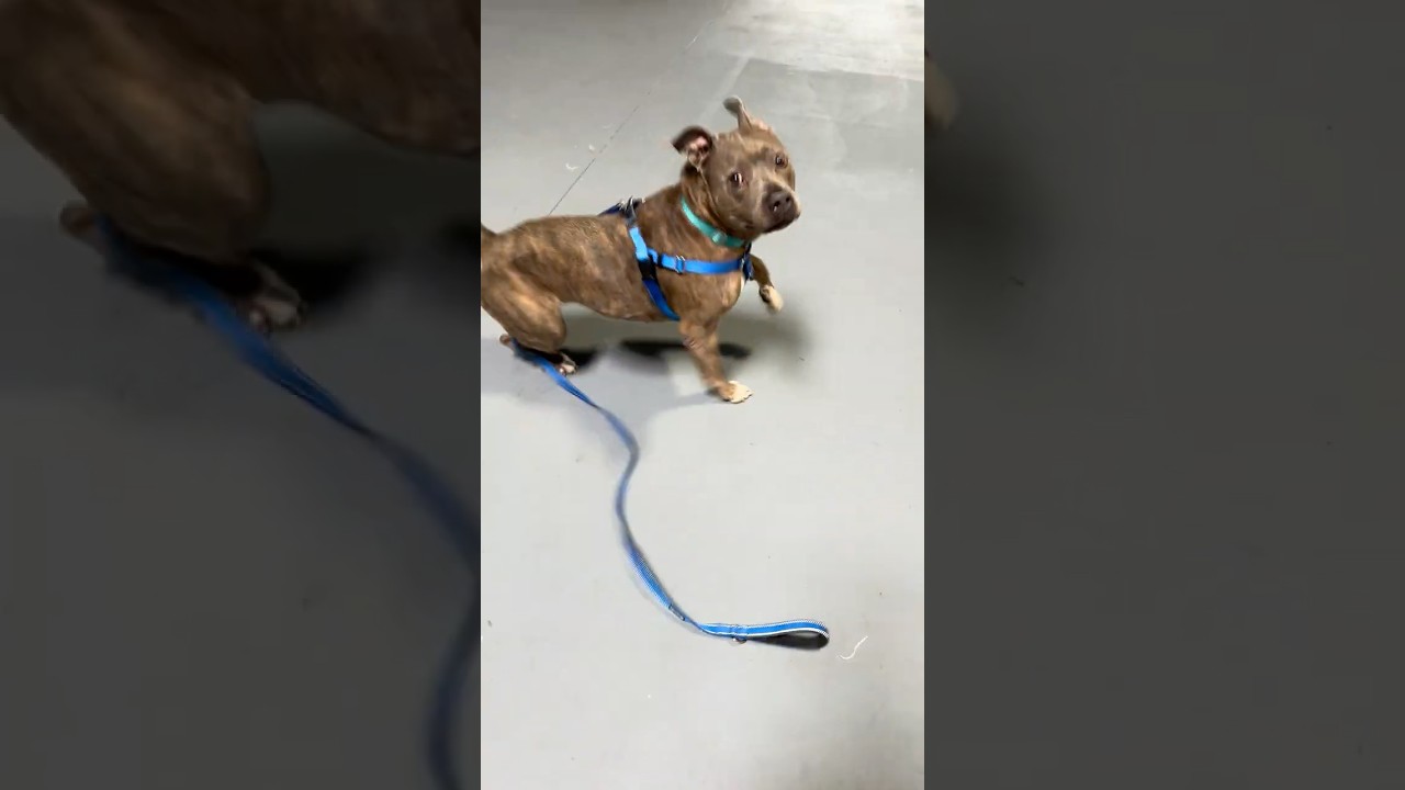 Enlarge Jerry, a Adoptable Mixed Breed in Skokie, IL video 6/6