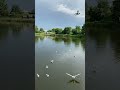 Seagull Shuffle Morning Mayhem