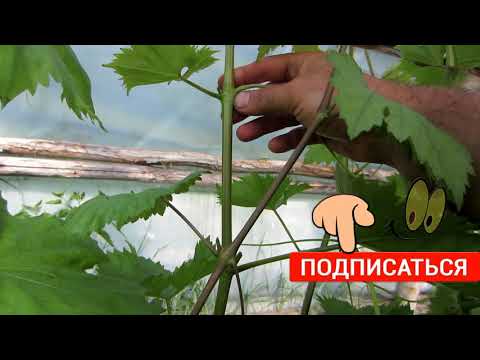 Виноград. Пасынкование винограда в теплице.Цветение столовых сортов винограда.