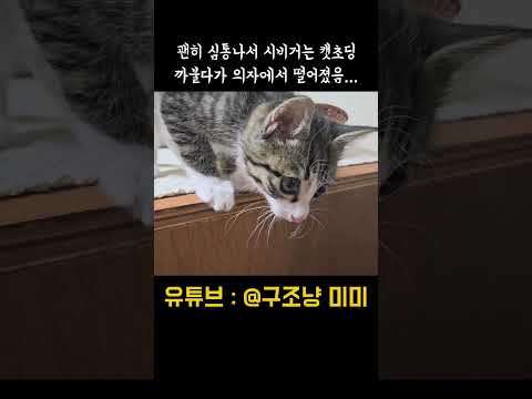 괜히 심통나서 시비거는 캣초딩